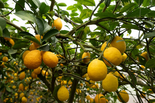 Lemon Meyer
